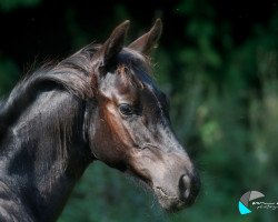 horse MR Josys Salted Blue (Quarter Horse, 2019, from MJM Salty's Blue Ezra)