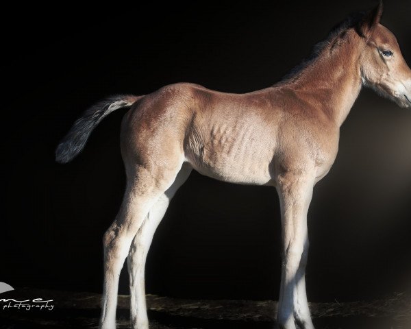 Zuchtstute MR Josys Playsophie (Quarter Horse, 2018, von Arc Playsophie)