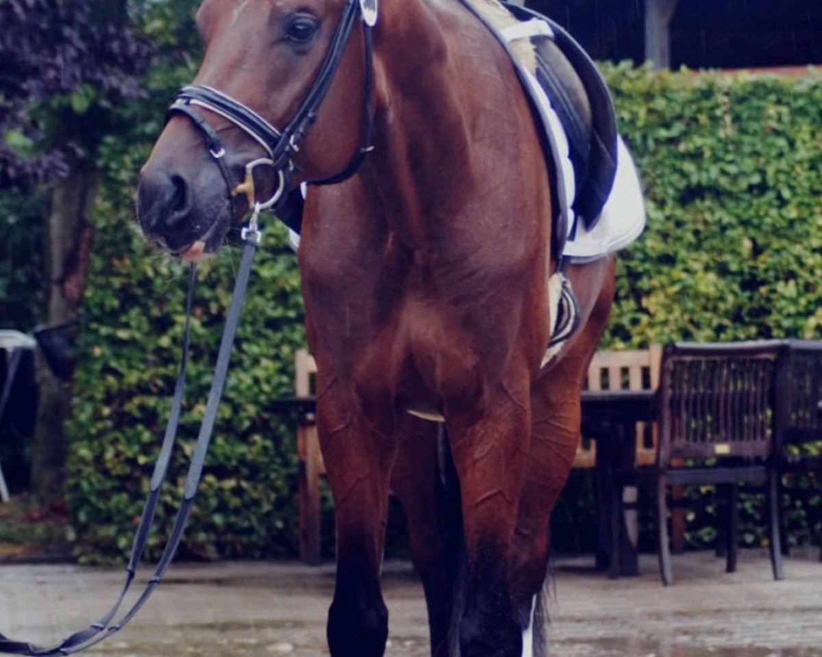 Springpferd Froschkönig 12 (Westfale, 2014, von Franziskus FRH)