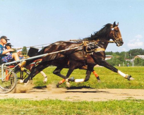 Deckhengst Bariocafinn (Französischer Traber, 1989, von Moscantido)