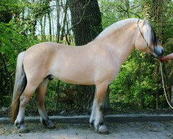 stallion Fjellkaisar (Fjord Horse, 2012, from Fjelltor N.2527)