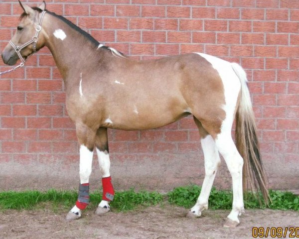 Dressurpferd Miss Inara MDH (Deutsches Reitpony, 2015, von FS Mr. Right)