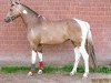 dressage horse Miss Inara MDH (German Riding Pony, 2015, from FS Mr. Right)