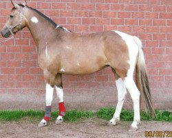 dressage horse Miss Inara MDH (German Riding Pony, 2015, from FS Mr. Right)