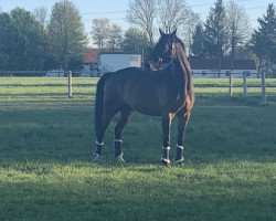 dressage horse Lucius 53 (Hanoverian, 2012, from Floratio)