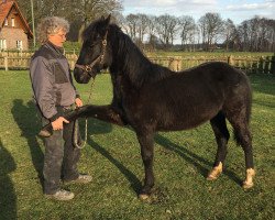 Pferd Caruso (Barockpinto, 2019, von Castor)