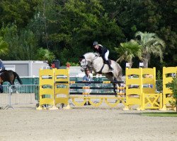 jumper Cello 16 (Oldenburg show jumper, 2006, from Cellestial)