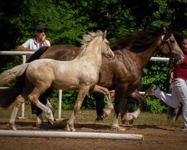 broodmare OWC Holly EE (Welsh-Cob (Sek. D), 2019, from Horeb JD)