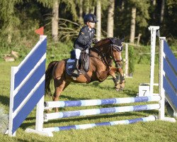 Dressurpferd Vlimmen van het Elferink (Dartmoor-Pony, 2002, von Harridan van de Oosterduinen)