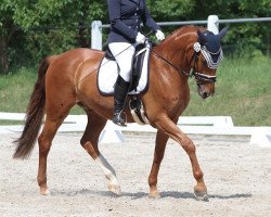 dressage horse Löwenherz 114 (German Sport Horse, 2009, from Pumped Up Kicks)