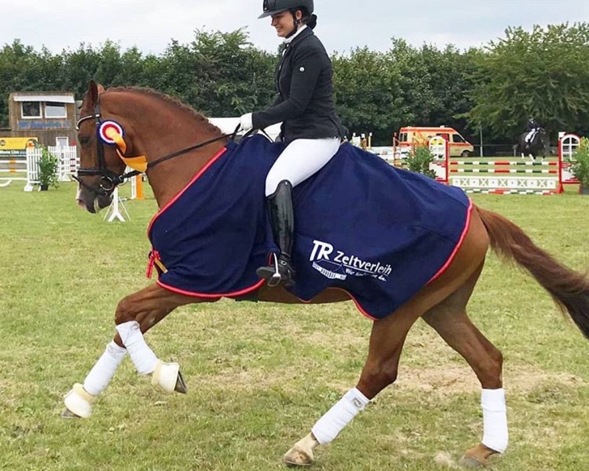 dressage horse Küstenjunge (Trakehner, 2013, from Elfado)