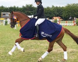 dressage horse Küstenjunge (Trakehner, 2013, from Elfado)