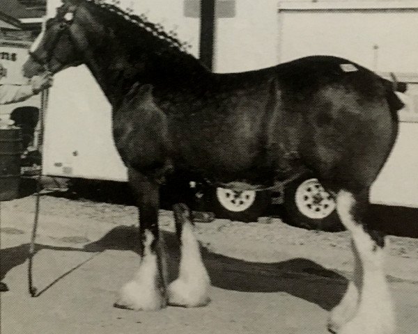 Zuchtstute Belleau G.F. Hannah (Clydesdale, 1996, von Glencameron Alex)