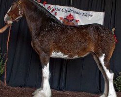 broodmare Belleau G.F. Countess (Clydesdale, 2009, from Glenbuchat)