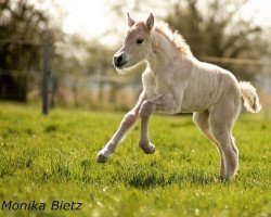 horse Færvin (Fjord Horse, 2020, from Torsetblakken)