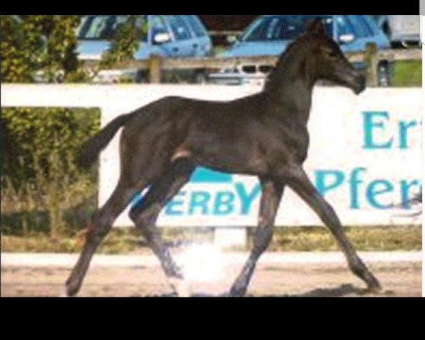 dressage horse Hengst von Insterburg x Holunder (Trakehner, 2004, from Insterburg TSF)