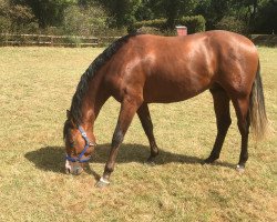 dressage horse Libretto 46 (Hanoverian, 2016, from Lissaro)