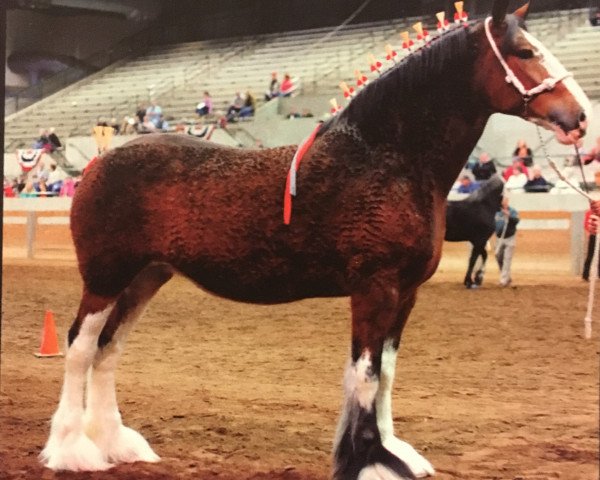 Zuchtstute Belleau G.F. Carla (Clydesdale, 2009, von Glenbuchat)