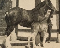 broodmare Belleau Edie (Clydesdale, 1978, from Bardrill Glenord)