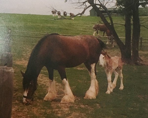 Zuchtstute Belleau Dinah (Clydesdale, 1984, von T.H.V. Hexy)