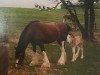 broodmare Belleau Dinah (Clydesdale, 1984, from T.H.V. Hexy)