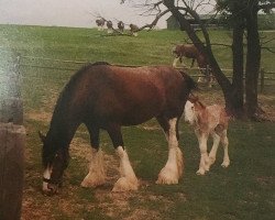 broodmare Belleau Dinah (Clydesdale, 1984, from T.H.V. Hexy)