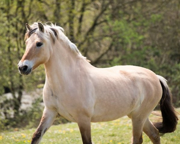 Pferd Mosca (Rheinländer, 2003, von Mosby BPH)