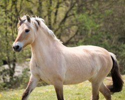 horse Mosca (Rhinelander, 2003, from Mosby BPH)