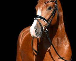 stallion Carlo Colucci 16 (German Riding Pony, 2012, from FS Chambertin)