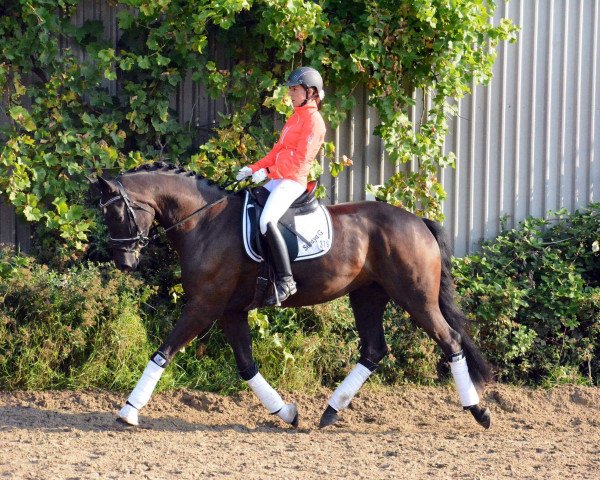 dressage horse Soraya G (Hanoverian, 2013, from Spörcken)