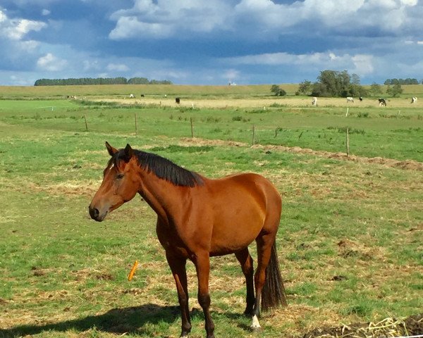 jumper Contess 66 (Hanoverian, 2016, from Collado)