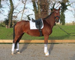 dressage horse Cora Fiona (German Warmblood, 2008, from Quaterback)