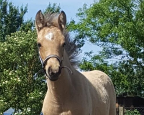 dressage horse Nordics Golden Jersey (German Riding Pony, 2019, from Soel'rings Cuvee)