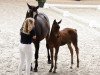 dressage horse Dolce Floriana (Hanoverian, 2018, from Don Royal)