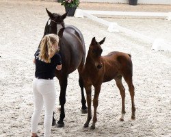 dressage horse Dolce Floriana (Hanoverian, 2018, from Don Royal)