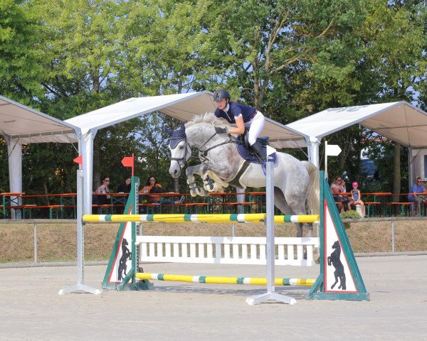 jumper Palomina GE (German Sport Horse, 2011, from Quick Amour GE)