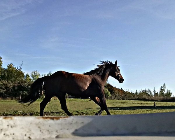 horse Donna-Hu (Bavarian, 2008, from Fortino)