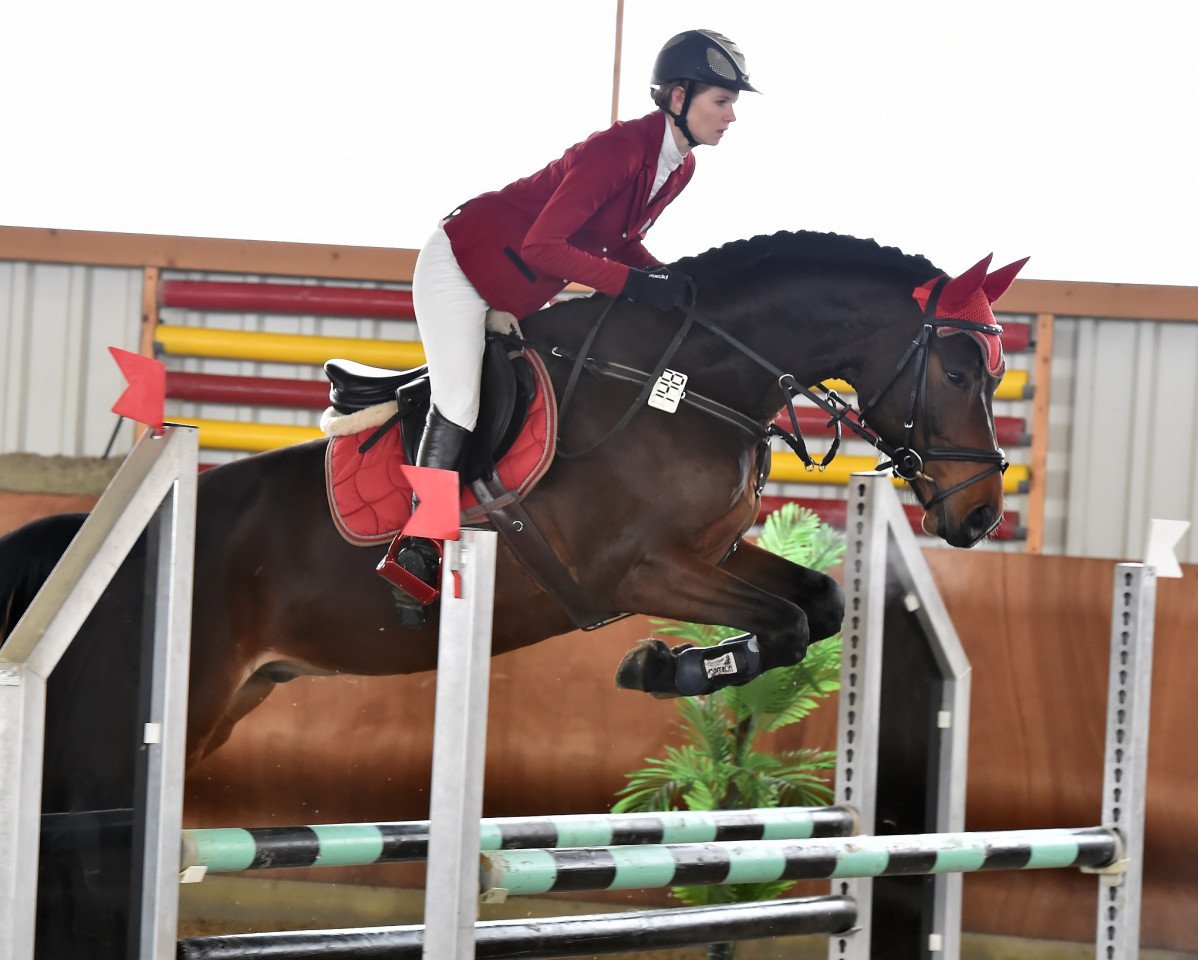 jumper Quick' n Dirty (Württemberger, 2010, from Quintino)