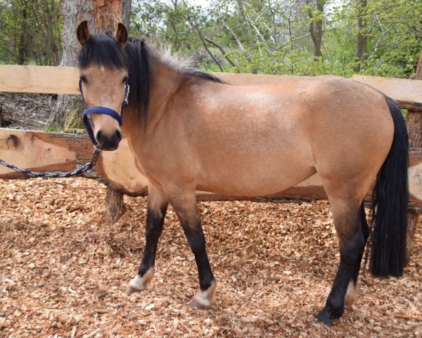 horse Joleen (German Riding Pony, 2017, from White Moor Mikis)