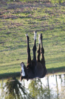 Springpferd Alvinia (Westfale, 2020, von Aviador)