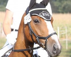 dressage horse Roc Lennox (Westfale, 2009, from Rockwell)