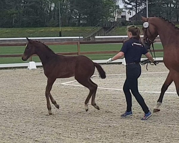 Springpferd HF von Conthargos (Oldenburger Springpferd, 2019, von Conthargos)