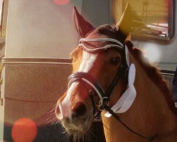 dressage horse Top Napoleon (German Riding Pony, 2002, from Top Nantario)