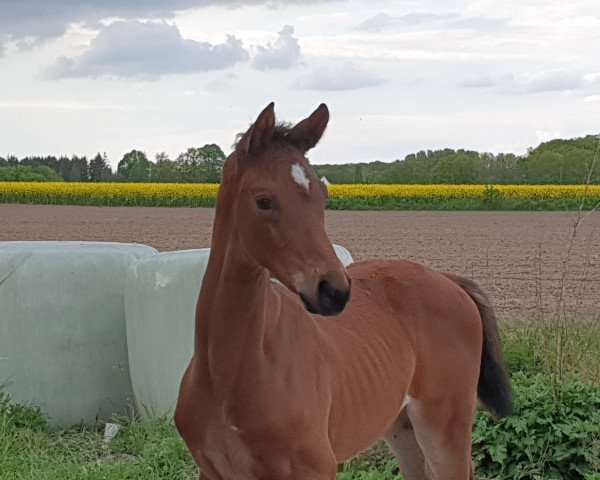 dressage horse HF von Erdinger (Oldenburg, 2019, from Erdinger)