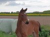 dressage horse HF von Erdinger (Oldenburg, 2019, from Erdinger)