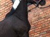 jumper Sirius Orion Black (Pinto / Small Riding Horse, 2014)