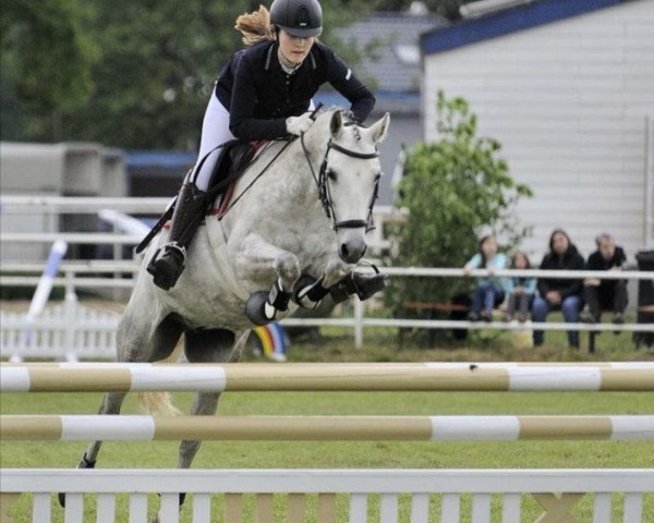 broodmare White Chocolate B (German Riding Pony, 2006, from Charivari)