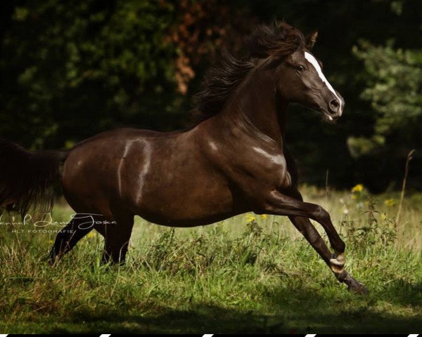 broodmare Viva la Fleur (German Riding Pony, 2016, from Valerius)