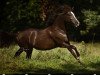 broodmare Viva la Fleur (German Riding Pony, 2016, from Valerius)