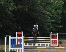 jumper Quest 11 (Oldenburg show jumper, 2012, from Quiz)